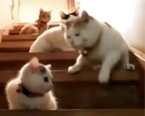 ��¥�������è��һ��