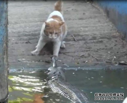 è���ս���� �����������ơ���������