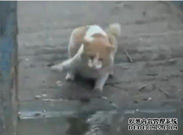 è���ս���� �����������ơ���������