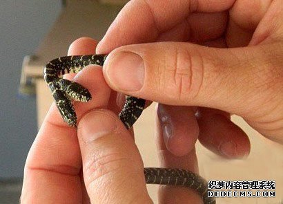 ��԰���������Ρ�˫ͷ�ߡ� ����������ز��