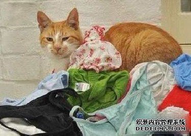 英国13岁老猫稀疏的癖好——偷内裤